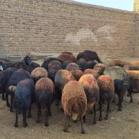 میش قزل افشار