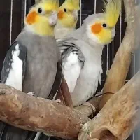 مرغ عروس فروشی