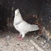 طوقی هفت رنگ