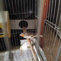 فنچ سالم و زیبا|پرنده|تهران, شهید فکوری|دیوار