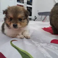 سگ توله پامر همراه باپدرمادر