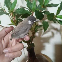 جوجه سهره نر