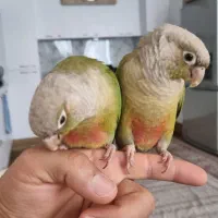 گرینجیک رام و بازیگوش یک ساله