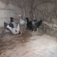 جوجه مرغ بومی|پرنده|رودشت (اصفهان), |دیوار