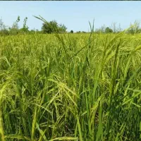 فروش زمین کشاورزی 3هزار متر بازاردگلباغ