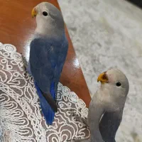 جفت بالغ برزیلی