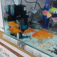 فروش اکواریوم