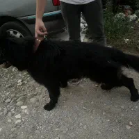 ژرمن شولاین بلک vip|سگ|رشت, منظریه|دیوار