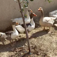 فروش فوری ۱۱ دونه غاز جوان