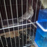 عروس هلندی ایزابلا ماده