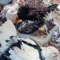 نیمچه مرغ وخروس گلین