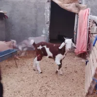 دوعددبز بایک بزاله فروشی|حیوانات مزرعه|فردوس (خراسان), |دیوار