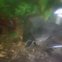 ماهی اسکار|ماهی|مشهد, مقدم|دیوار