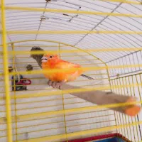 قناری|پرنده|برازجان, |دیوار