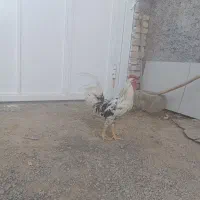 دو عدد خروس گلین اصیل