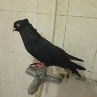 کفتر
