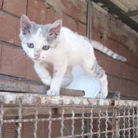 گربه سفید|گربه|شیروان (خراسان), |دیوار