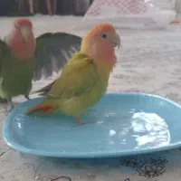 کوتوله جفت کارداده|پرنده|نیشابور, شهرک بسیج|دیوار