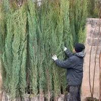 نهال سرو ناز ریشه پرس نهالستان زرقان