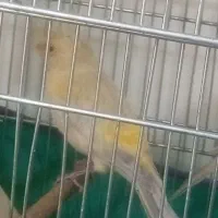 قنادی و سهره،قفس سهره