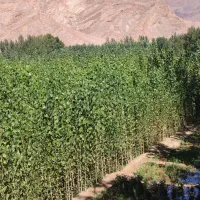 پیش فروش انواع نهال