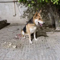 ژرمن شپرد .شولاین جنسیت نر