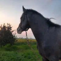 اسب نریان اصیل