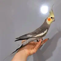 عروس نر کینگ  عروسک دستی خوشگل سخنگو