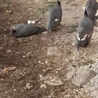 مرغ چینی یا شاخدار