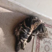 گربه گمشده|حیوانات|بجنورد, |دیوار