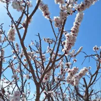 فروش ۲ ساعت آب چاه به همراه باغ