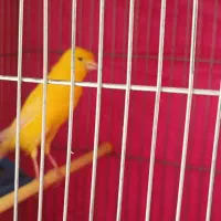 یک عدد قناری نر طلایی نژاد خاص|پرنده|قزوین, |دیوار