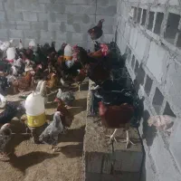 خروس