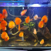 دیسکس رد ملون و آلبینو پلاتینیوم سایزبزرگ گریدبالا