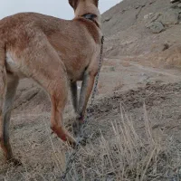 سگ مالینویز ماده