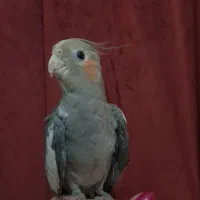 طوطی نر|پرنده|رشت, جانبازان|دیوار