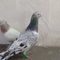 کفتر   سرور    هفرنگ