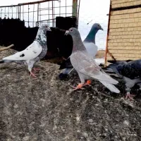 کفتر پرشی همه زدو خوردی