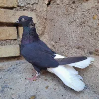 کفتر اشعل دم سفید