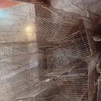 قفس مرغ تخمگذار