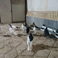 تعداد۱۰عددجوجه‌آماده‌ی‌جلدشدن|پرنده|چناران, |دیوار