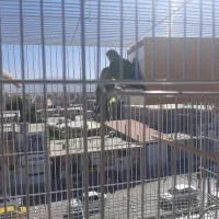 فروش یک جفت طوطی برزیلی با قفس و تجهیزات