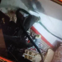 عروس هلندی گمشده