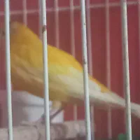 قناری|پرنده|یزد, |دیوار