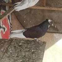 کبوتر گمشده|حیوانات|نسیمشهر, |دیوار