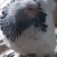 برهما لایت|حیوانات مزرعه|قزوین, |دیوار