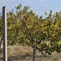 فروش-باغ-جلفا-دشت-گلفرج-تعاونی-شاهمار-مزرعه