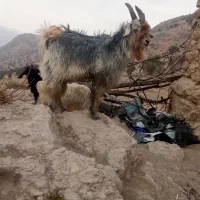 بزغاله|حیوانات مزرعه|میانکوه, |دیوار