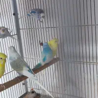 عروس هلندی /مرغ عشق|پرنده|بندرعباس, |دیوار