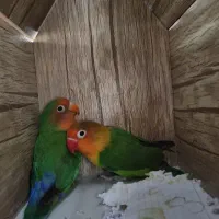 کوتوله برزیلی